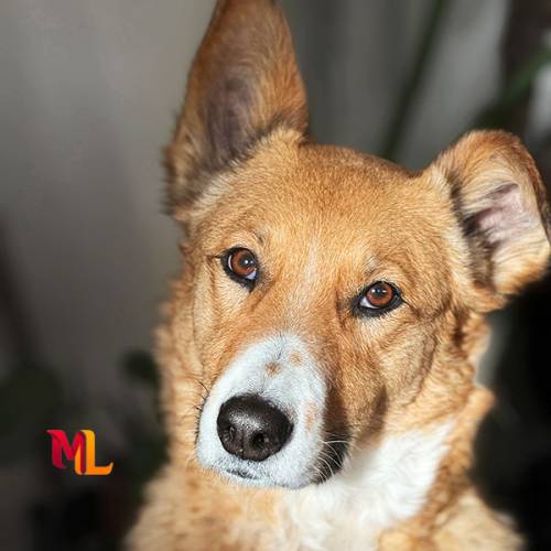 Alimentos para Perros