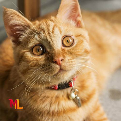 Accesorios y Juguetes